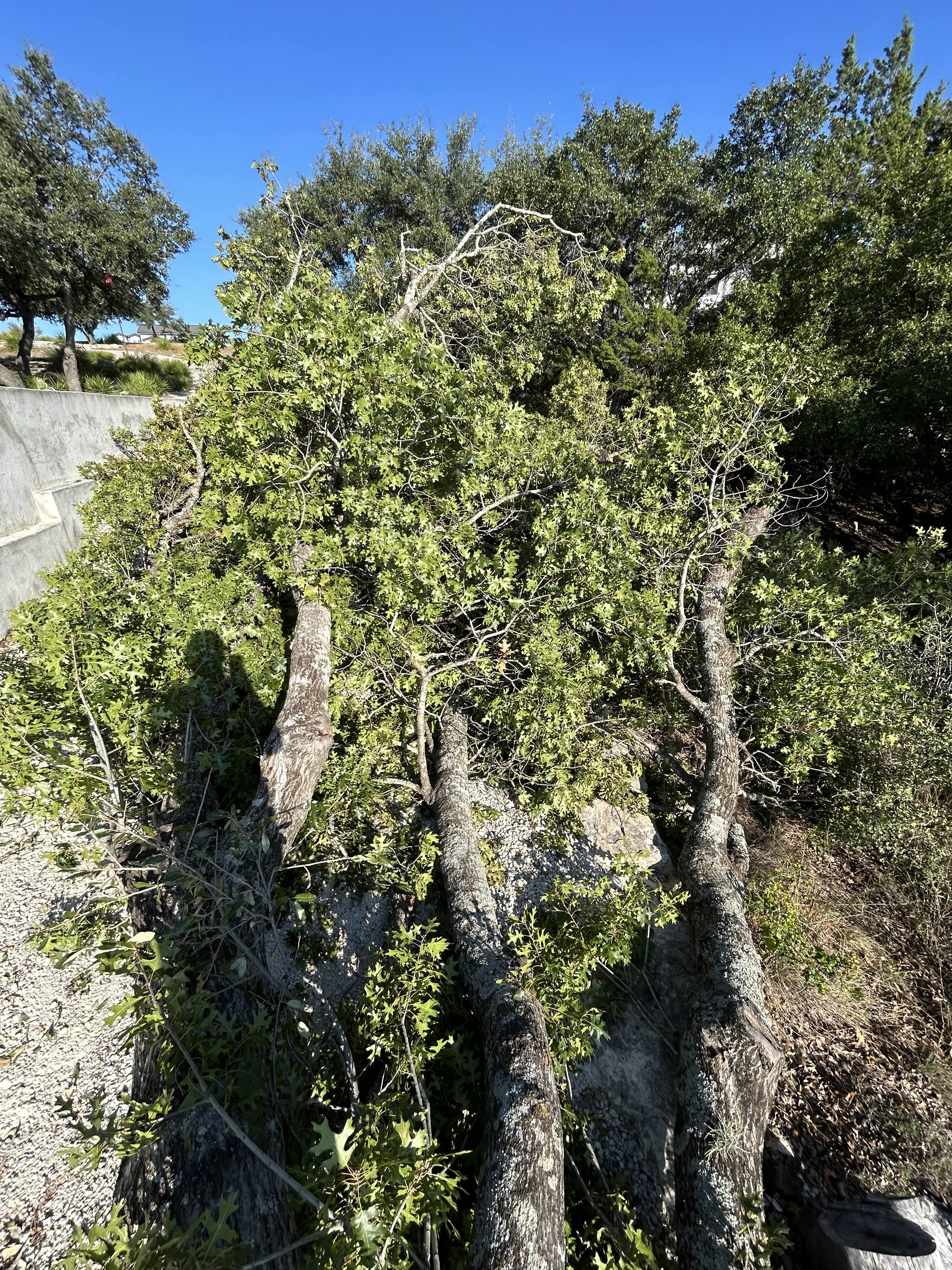 Before tree services